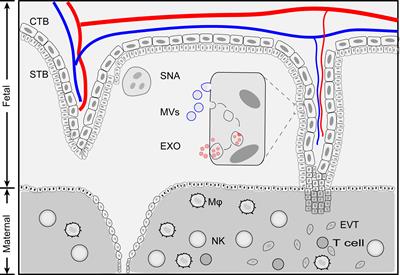 Placenta-Derived Exosomes as a Modulator in Maternal Immune Tolerance During Pregnancy